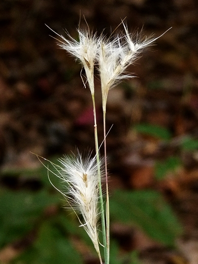 {Andropogon ternarius}